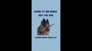 Which bat are you? We need to know…. for science