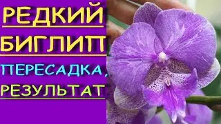 Orchids.THAT, rare, BIGLIP from 