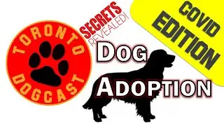Covid 19 Dog Adoption - Sr Dog Adoption! - Toronto Dogcast - The Podcast for Dog Lovers