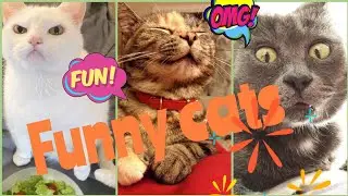 самые смешные котики,пушистый антистресс