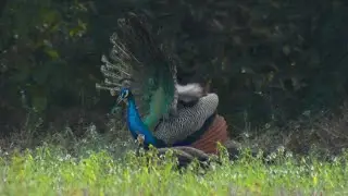 Peacock wooing a Peahen! 🦚🌿