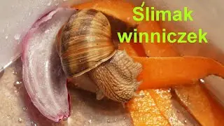 Ślimak winniczek.🐌🐌🐌