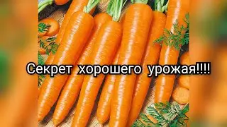 Сажаю морковь!🥕Что добавить в гряду?!
