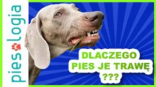 Dlaczego pies je trawę?