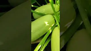 ЧЕМ ОНИ ПОЛЕЗНЫ. КУДА ИСПОЛЬЗОВАТЬ КРУПНЫЕ КАБАЧКИ
