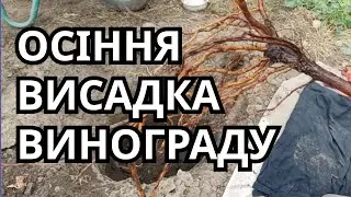 Осіння висадка саджанців винограду.