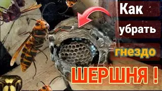 Как избавиться от гнезда шершней?