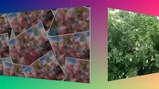 СИРЕНЬ  ( цветы весны )