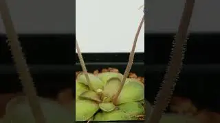 Pinguicula (butterwort) growth timelapse  #shorts