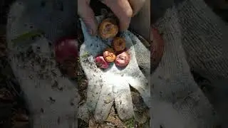 Гладиолусы