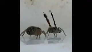 The Dance of the European Jumping Spider (Saitis barbipes)