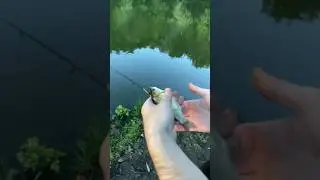 Шикарный клев карася! 