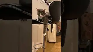 lazy cat new way to lie down