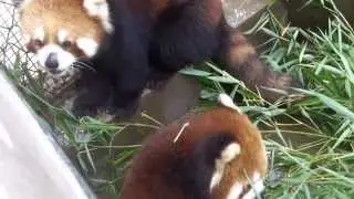Red pandas in China part 5
