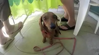 Peanut July 4th 2014