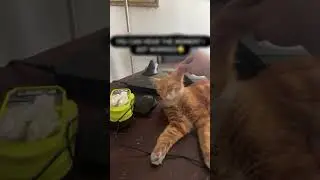 The guy was scared for his cat, but everything turned out differently 