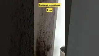 ОТОДВИНУЛ ХОЛОДИЛЬНИК, А ТАМ УЖАС.ПЛЕСЕНЬ,ПАНЕЛЬНЫЙ ДОМ.