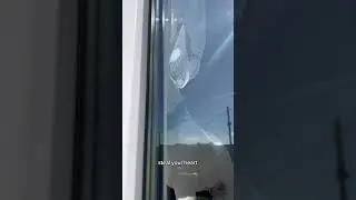 А ведь правда, если ты счастливчик, то собака придет и изменит в твоей жизни все