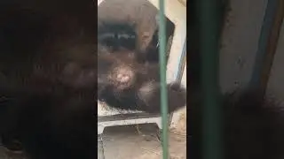 Енот во всей красе😂 #животные #питомцы