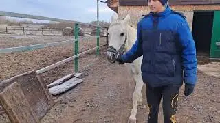 Положили плиты. Аня напала на козу. Глистогоним лошадей