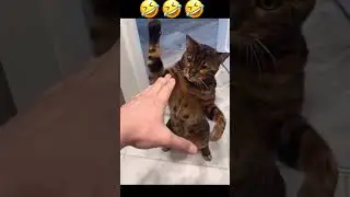 Reaksi Kucing#shortvideo #cat #kucingkucinglucu #comedyvideos #funny #pecintakucinglucu #funnyshorts