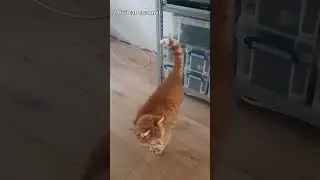 Read my tail! #shorts