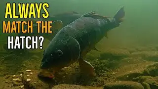 I Should Have Matched the Hatch - Wrong Carp Bait Choice Leads to Getting Cleaned Out