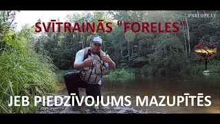 Svītrainās foreles, jeb piedzīvojums mazupītēs!