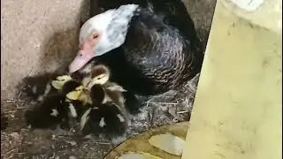 Утиный спам. не оторваться разглядывать