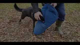 KNPV basics with Tino Kleine Schaars and his dogs, Jochie and Kearltie