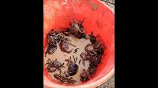 ភ្លៀងមួយមេដើររកក្ដាមបានច្រើនណាស់បងប្អូន #ស្រុកស្រែ
