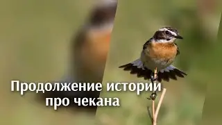 Продолжение про чекана