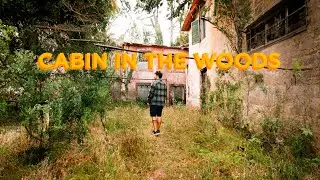 An ordinary summer day in the woods