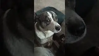 Спокойная,тихая,грустная Мушка:(#