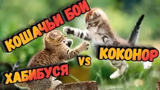 КОШАЧЬИ БОИ ) Реванш Хабибуси и Коконора