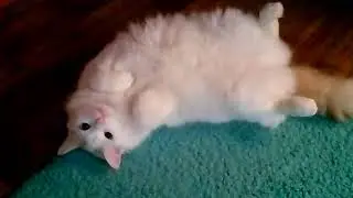 Котик