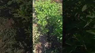 Растут саженцы инжиров- двухлетний.