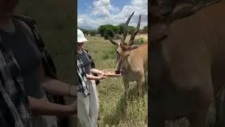 Кормление диких животных в Африке. 🦏 Страшно? | Отдых на сафари в Танзании c Сафари Занзибари.