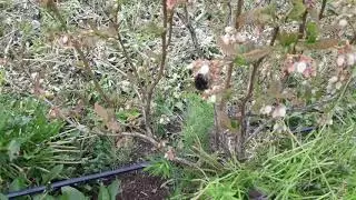 Щирі друзі для лохини🐝