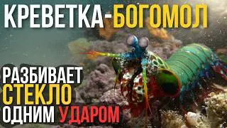 Mantis Shrimp: A Tiny Monster with a Bullet-Like Punch