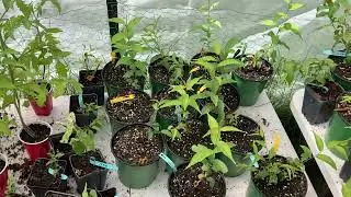 Organizing The Plant Starts in the Greenhouse