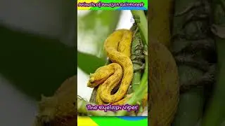 Amazing Animals found only in Amazon Rainforests 