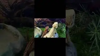 Ящерки Здороваются как Люди