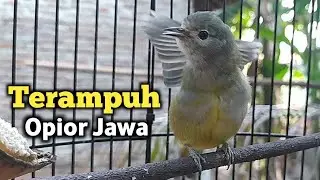 Terampuh! Pancingan Burung Opior Jawa Gacor