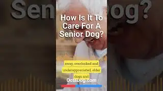 How To Care For A Senior Dog #shorts #dogs #dogshorts (OctaDog.com)
