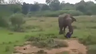 Drunk Guy V Elephant