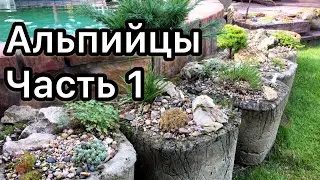 Альпийские растения в гипертуфах. Часть 1. Обзор