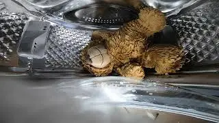 Ted in the washing machine!