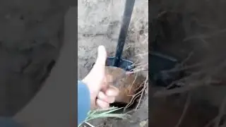 Копали яму, а там...