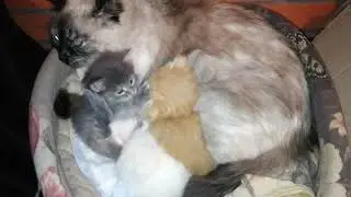 От Сиамской кошки, родились прекрасные создания